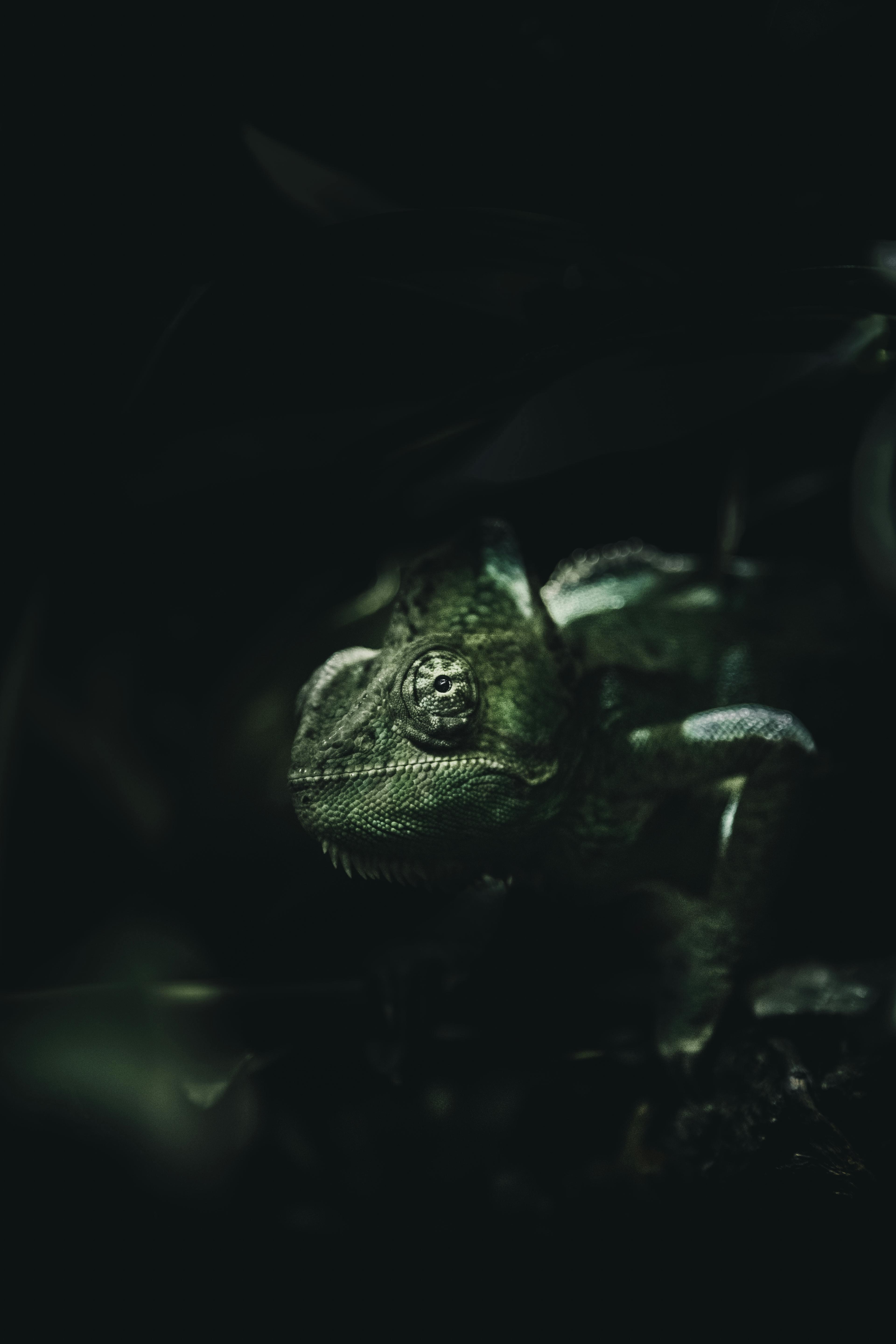 Chameleon texture