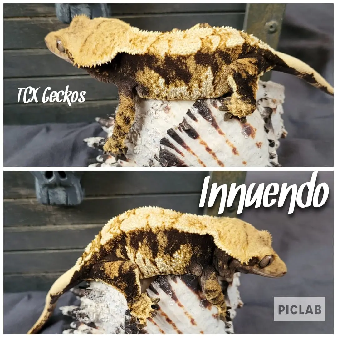 Innuendo