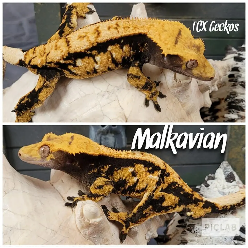 Malkavian