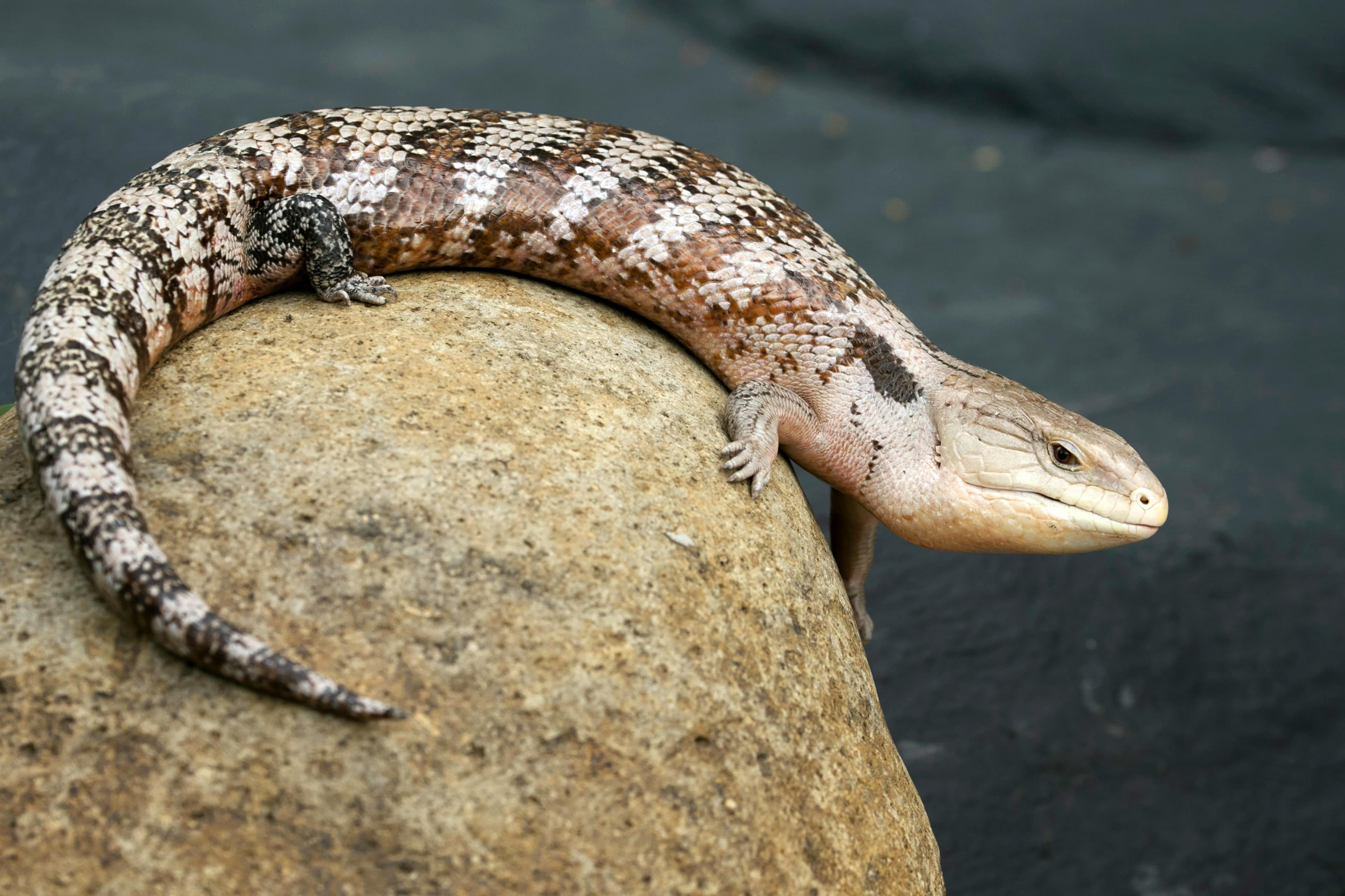 Blue-Tongued Skink