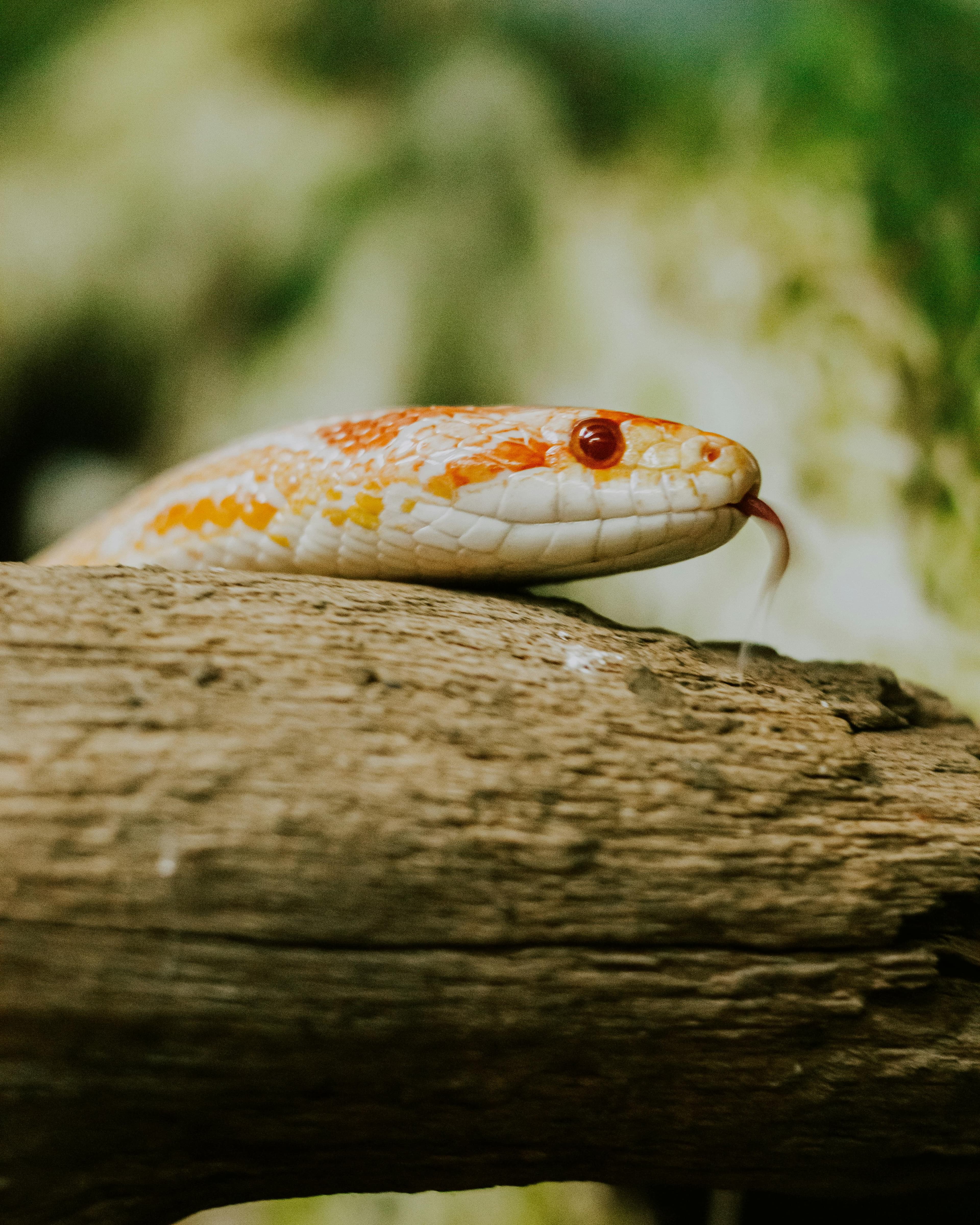 Corn Snake