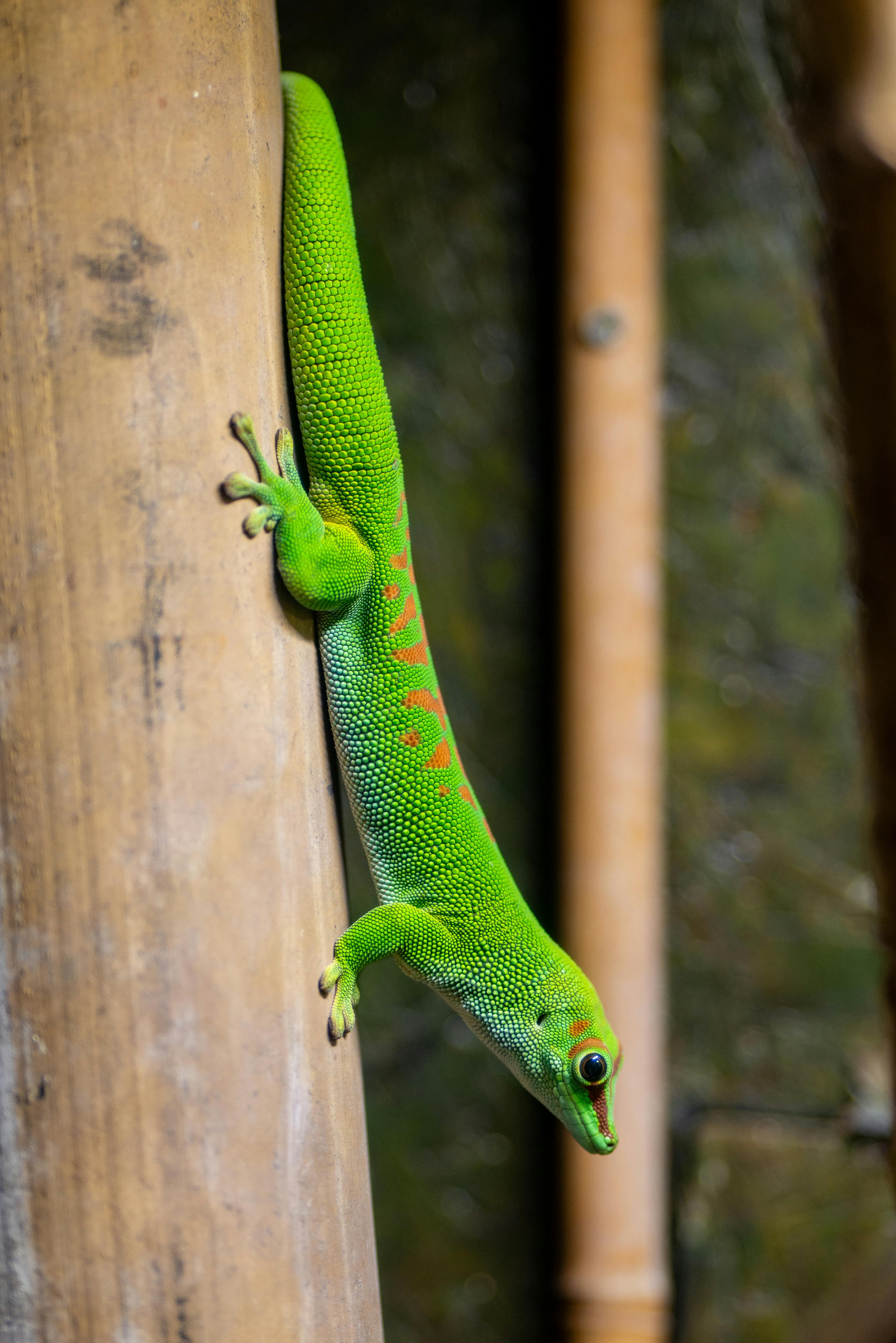 Giant Day Gecko