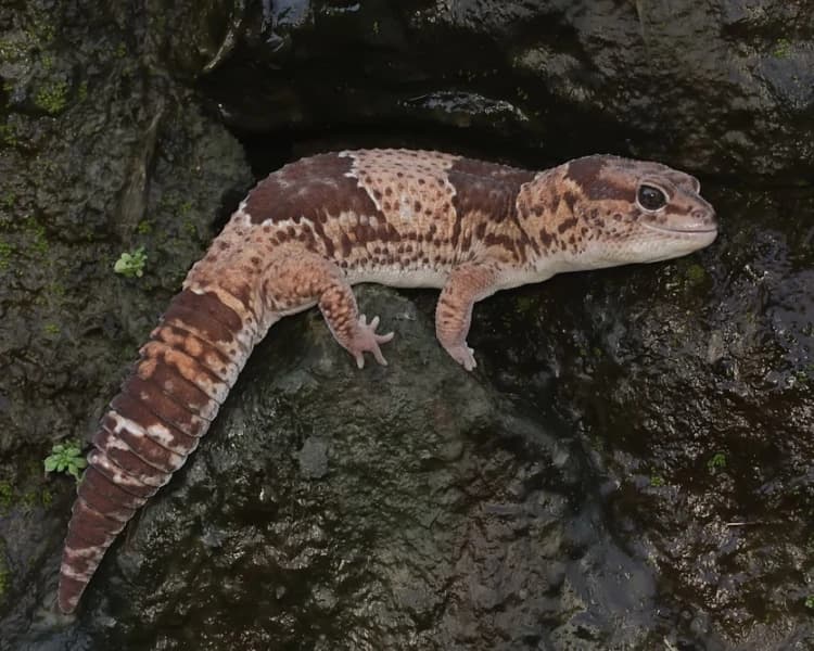 African Fat-Tailed Gecko