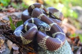 California Kingsnake